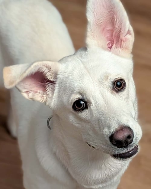 JELLY BEAN - Husky / Shepherd available for adoption