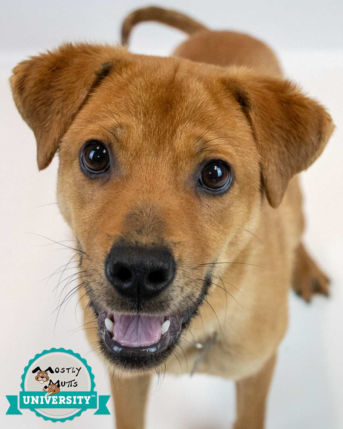 JAYDEN - Labrador Retriever / Chow Chow available for adoption