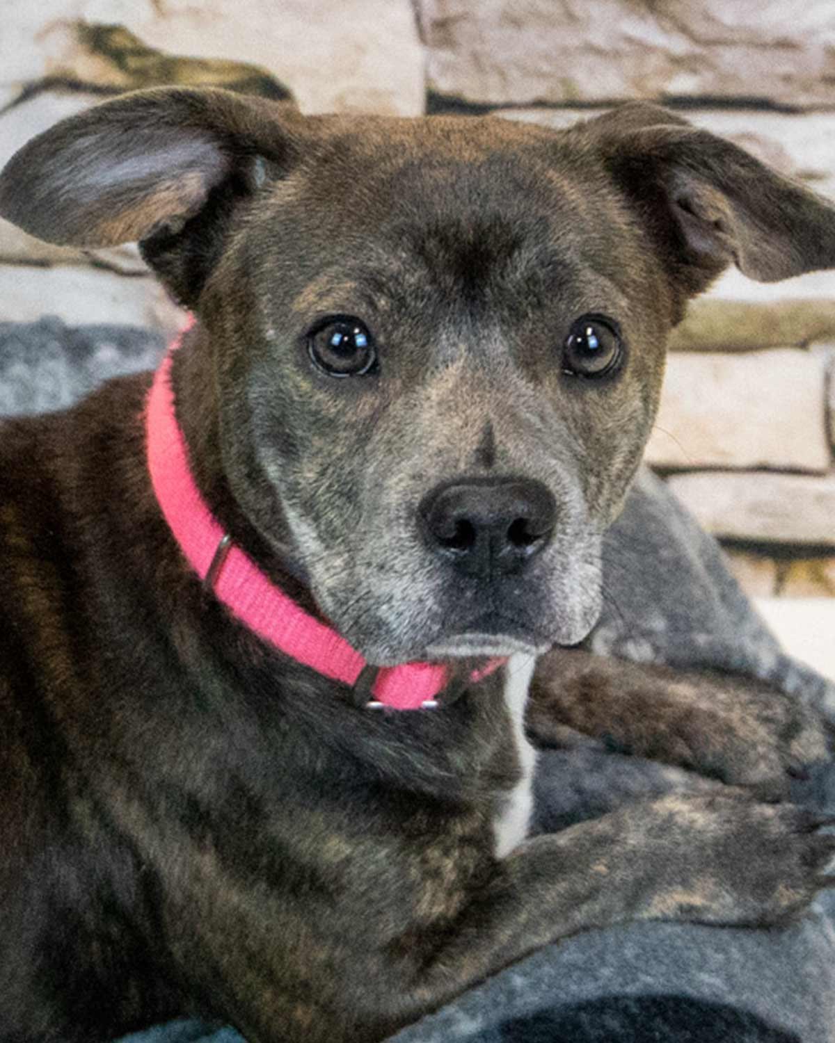 CHERISH - Dachshund / Bulldog available for adoption