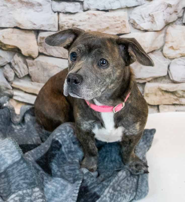 CHERISH - Dachshund / Bulldog available for adoption