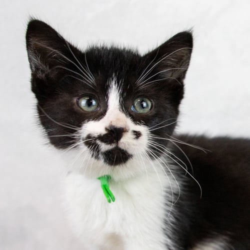 FATTY - Domestic Long Hair / Tuxedo for adoption in Roswell