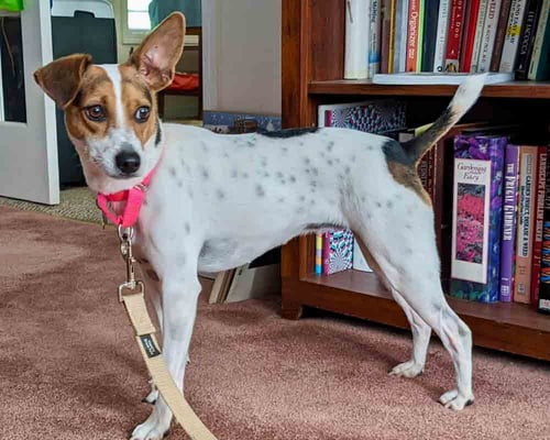 HARTLEY - Rat Terrier / Jack Russell Terrier available for adoption