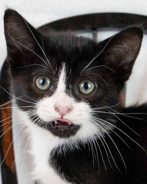 GROUCHO - Domestic Short Hair / Tuxedo for adoption in Roswell