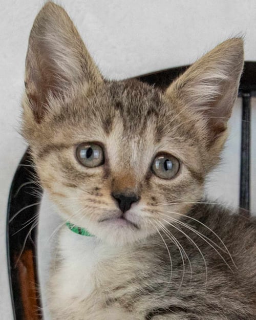 DOWNY - Domestic Short Hair / Tabby for adoption in Roswell