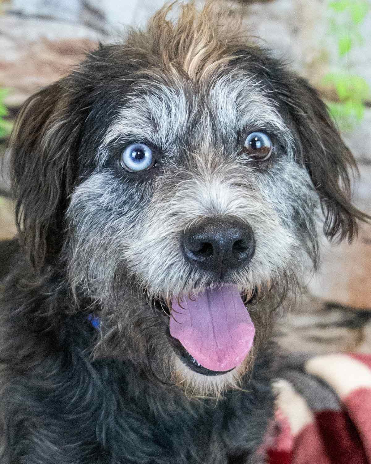 ZANE - Terrier available for adoption