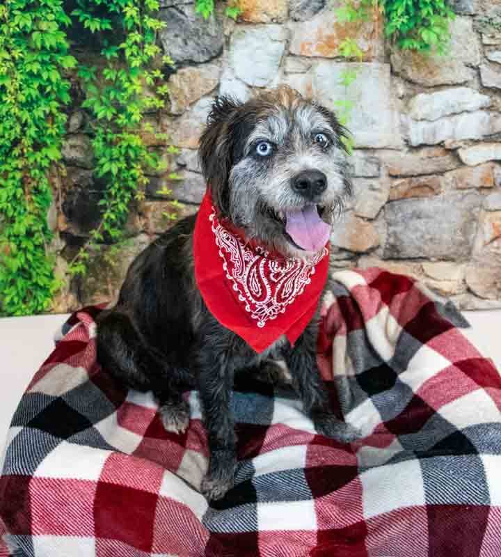 ZANE - Terrier available for adoption