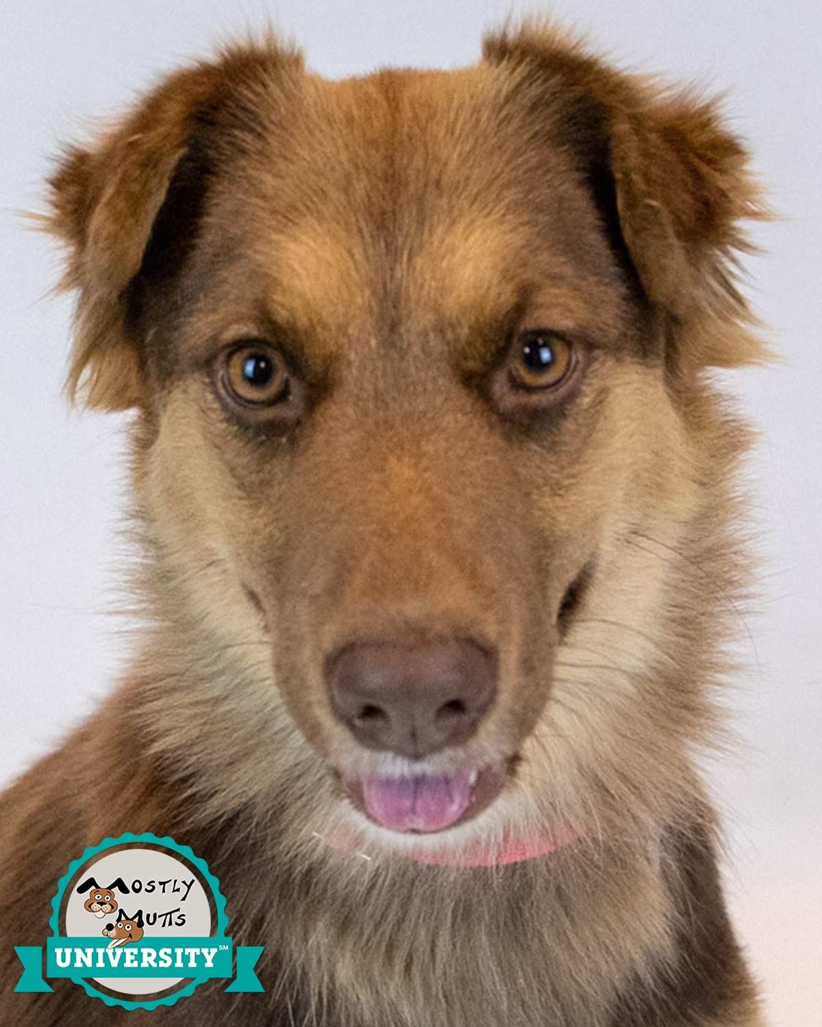 VALENTINA - Australian Shepherd / Shepherd available for adoption
