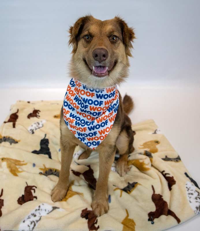 VALENTINA - Australian Shepherd / Shepherd available for adoption