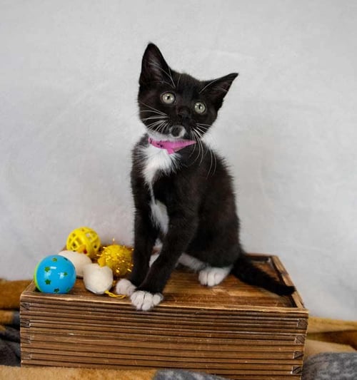 STRAWBERRY - Domestic Short Hair / Tuxedo available for adoption