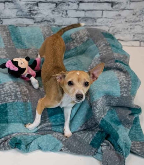 CARLA - Chihuahua / Jack Russell Terrier available for adoption