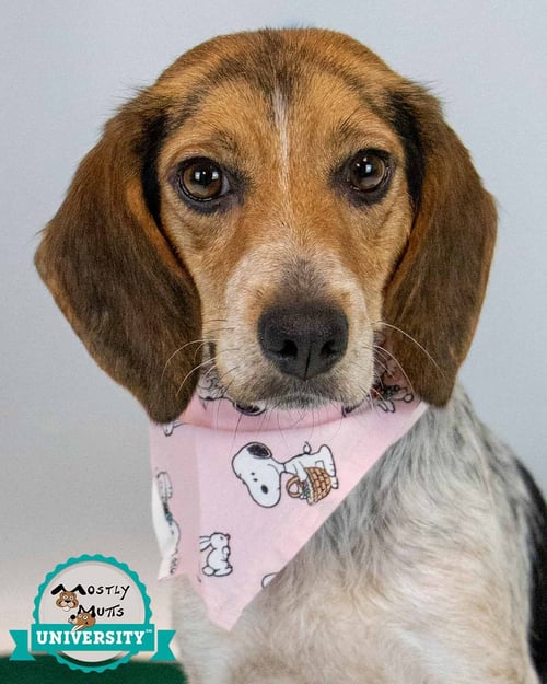 MAYBELLE - Beagle available for adoption