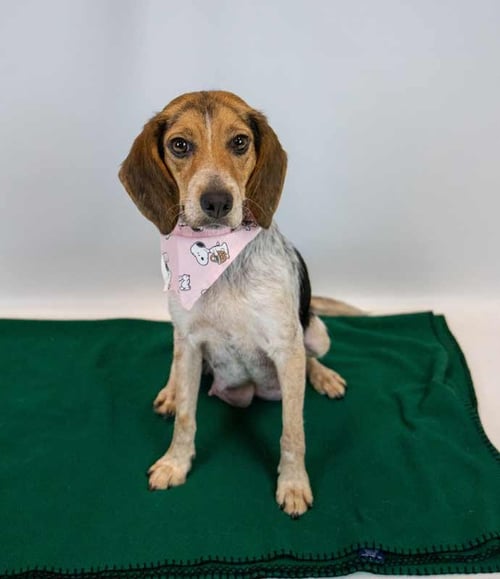 MAYBELLE - Beagle available for adoption
