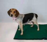 Maybelle - Photo 3