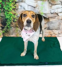 Maybelle - Photo 4