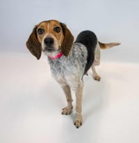 Maybelle - Photo 6