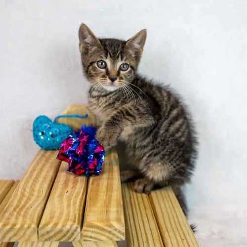 JOKER - Domestic Short Hair / Tabby available for adoption