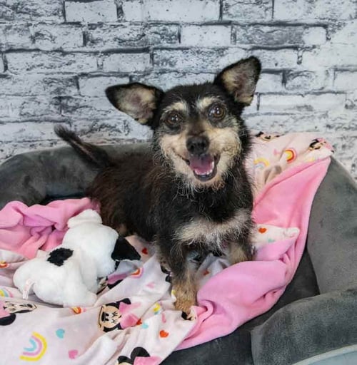 LETTY - Terrier / Dachshund available for adoption
