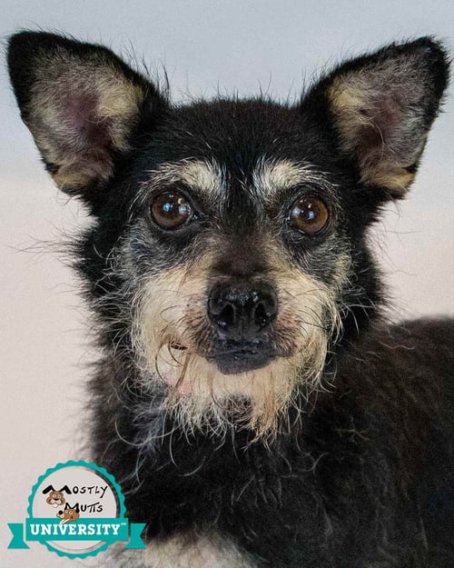 LETTY - Terrier / Dachshund available for adoption
