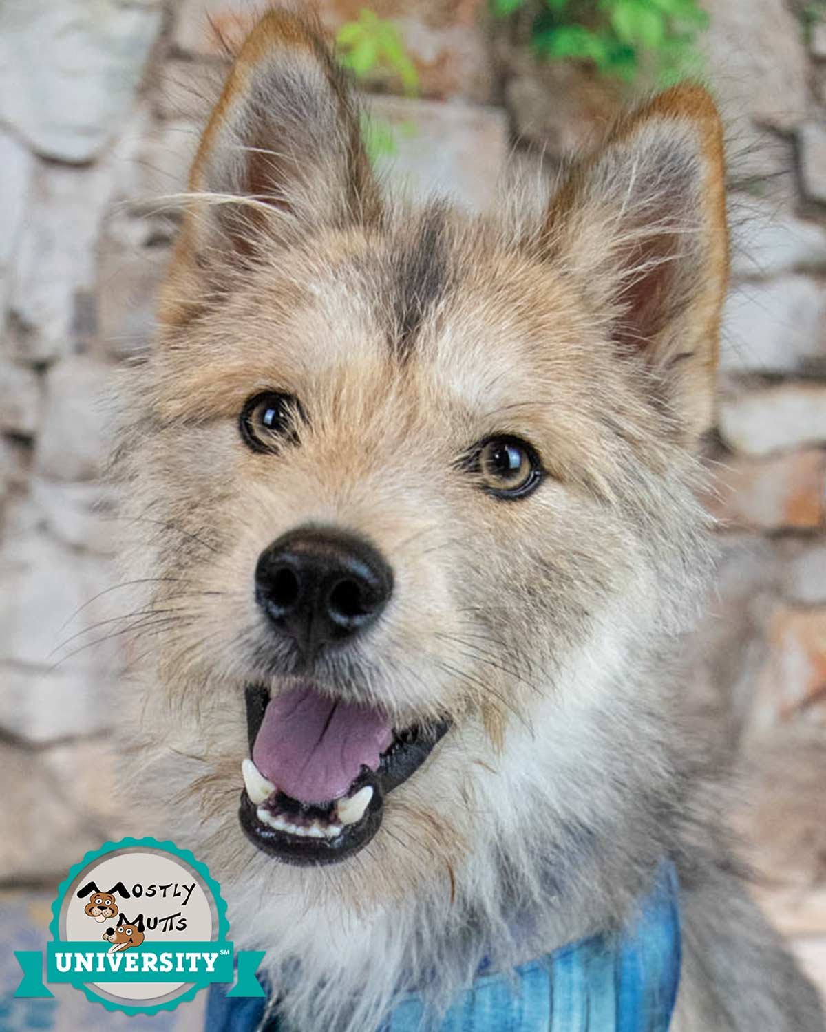 EMBER - Terrier available for adoption