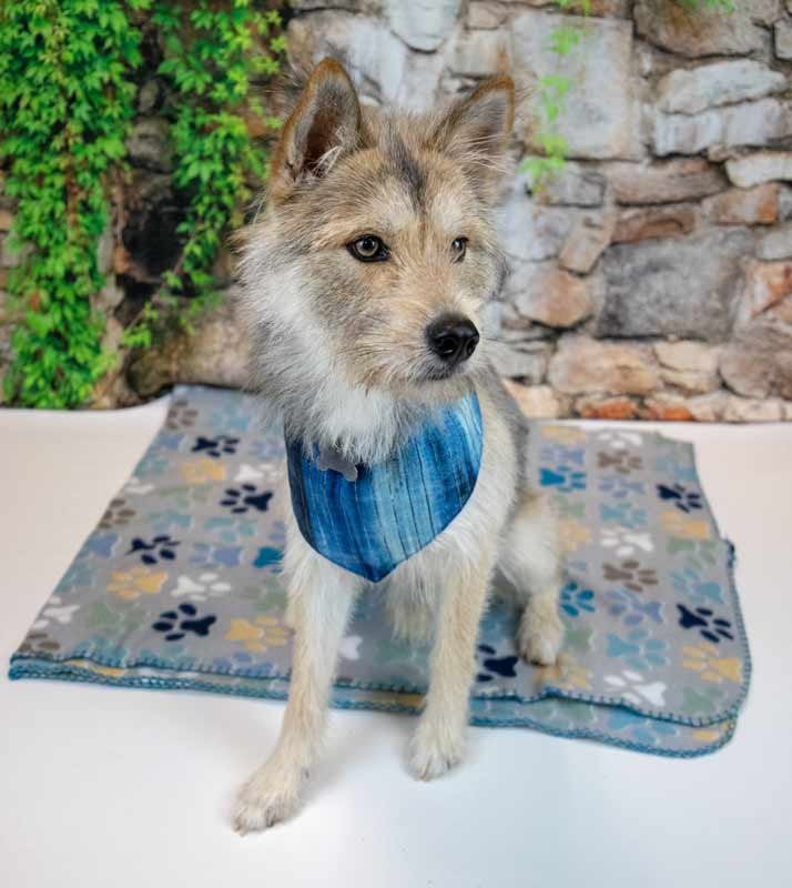 EMBER - Terrier available for adoption