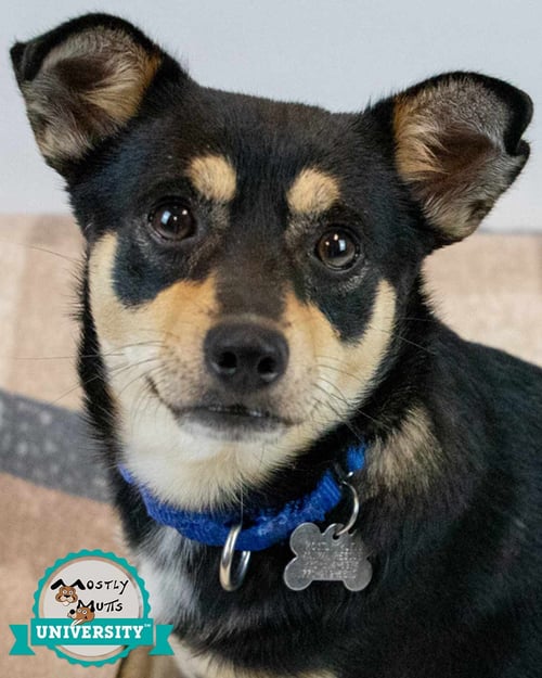 JACOBY - Chihuahua / Terrier available for adoption