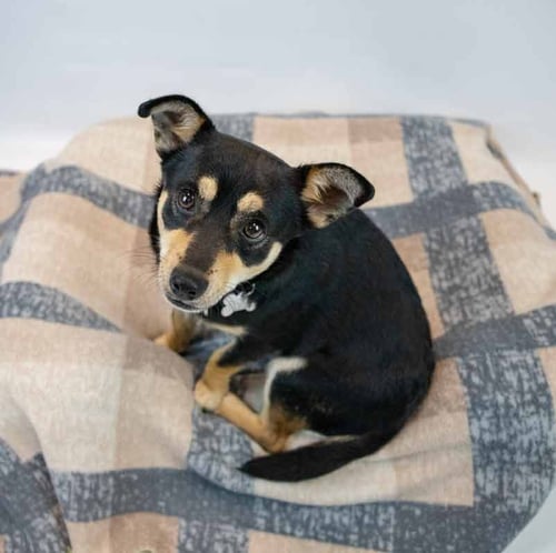 JACOBY - Chihuahua / Terrier available for adoption