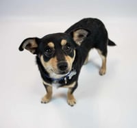 Jacoby - Photo 5