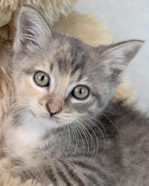 PIPER - Domestic Short Hair / Tabby for adoption in Sandy Springs