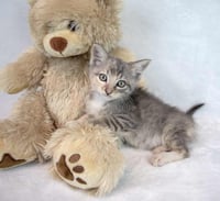 Piper - Photo 6