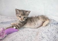 Piper - Photo 4