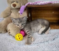 Piper - Photo 3