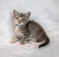 Piper - Photo 2