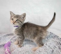 Piper - Photo 5
