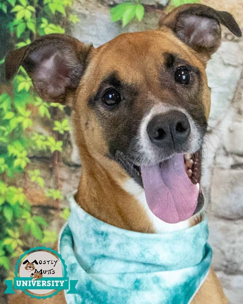 NORA - Boxer / Hound available for adoption