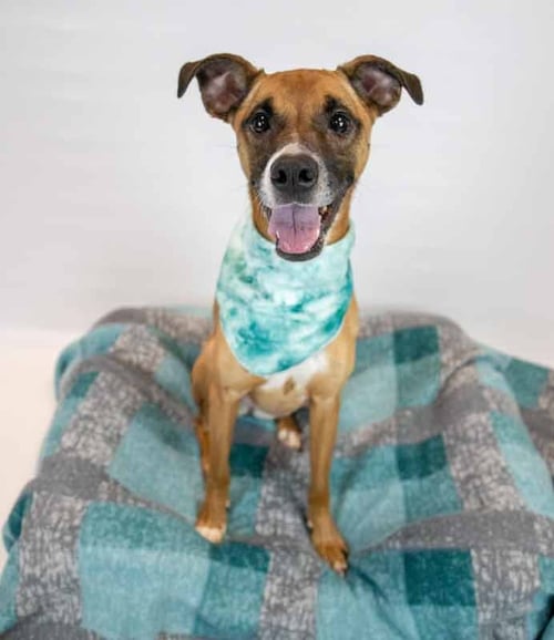 NORA - Boxer / Hound available for adoption