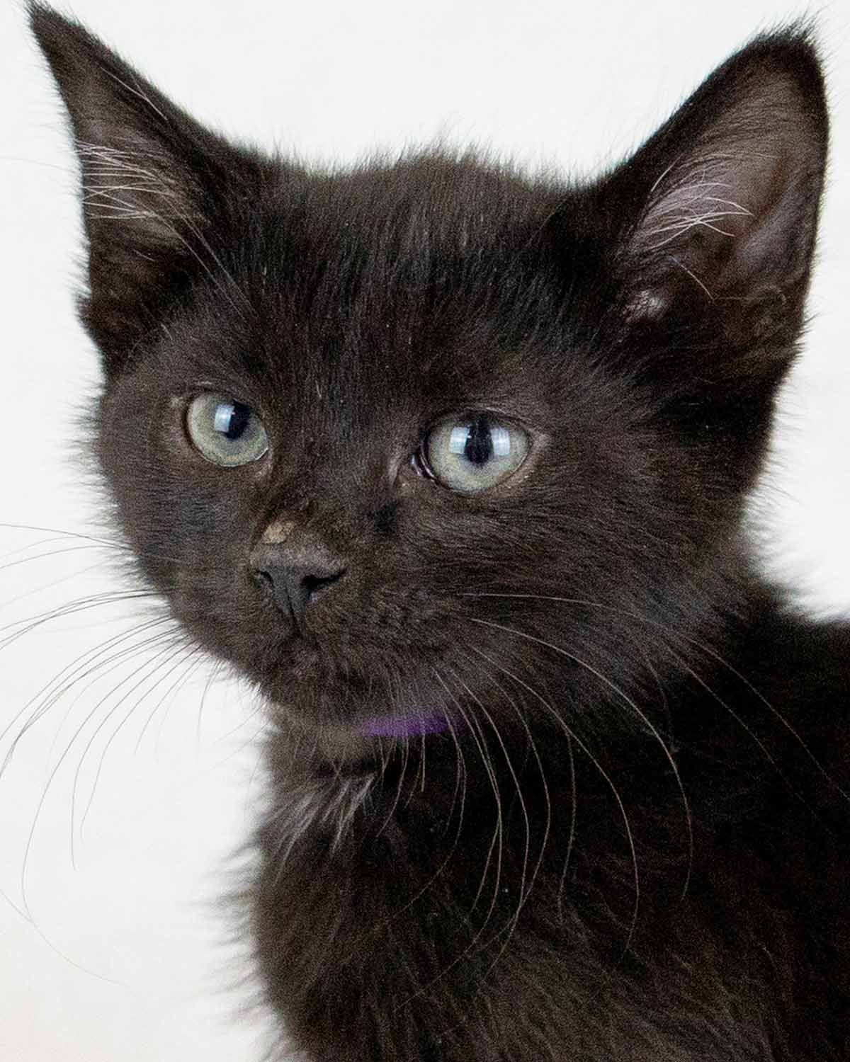 LIME - Domestic Short Hair available for adoption