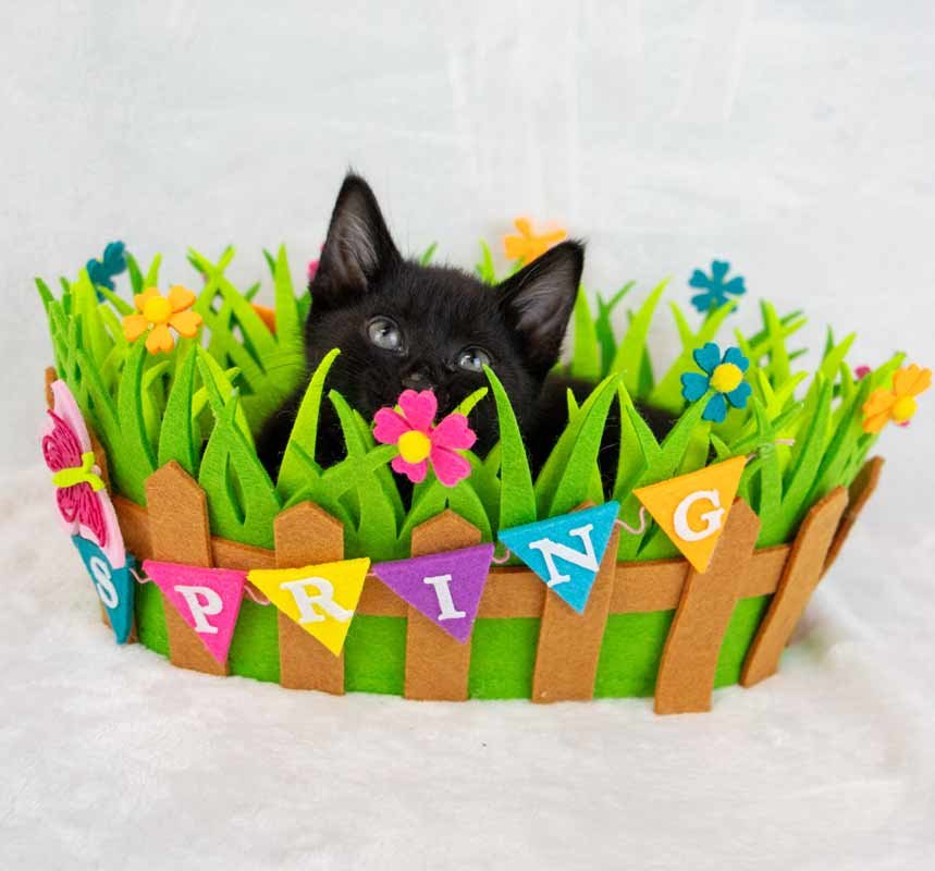 LIME - Domestic Short Hair available for adoption