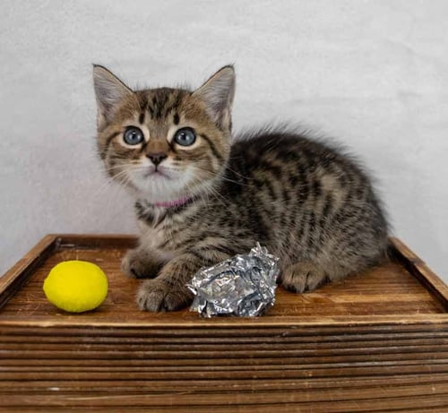 SUSIE - Domestic Short Hair / Tabby available for adoption