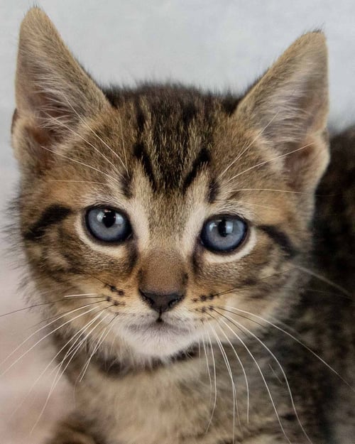 REUBEN - Domestic Short Hair for adoption in Roswell