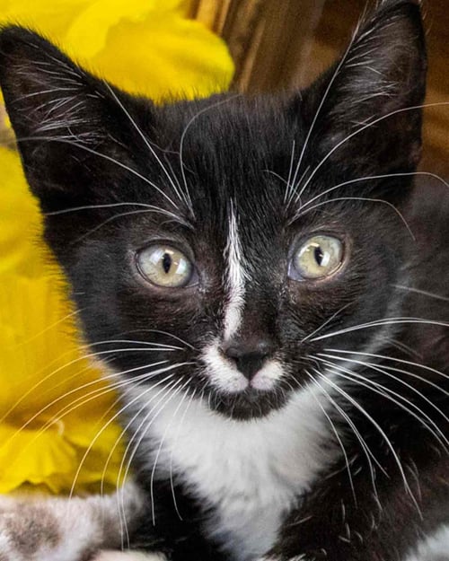HYACINTH - Domestic Short Hair / Tuxedo for adoption in Atlanta