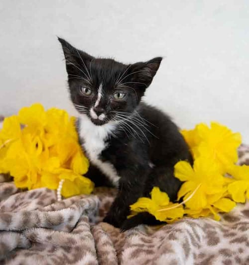 HYACINTH - Domestic Short Hair / Tuxedo available for adoption