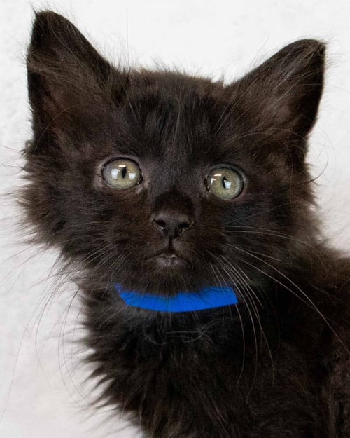 SHAWN - Domestic Medium Hair available for adoption