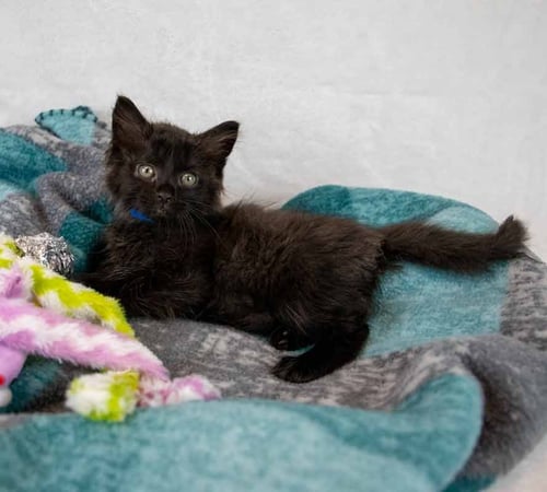 SHAWN - Domestic Medium Hair available for adoption