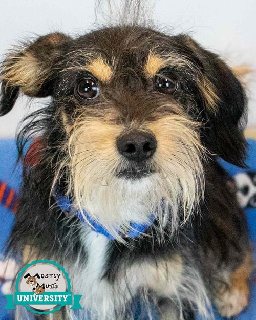 CHASE - Dachshund / Spaniel available for adoption