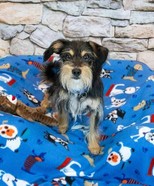 CHASE - Dachshund / Spaniel available for adoption
