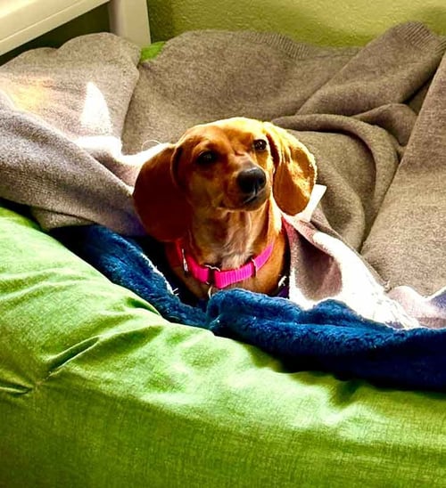 SAILOR - Dachshund available for adoption