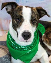 Harvey - Photo 1