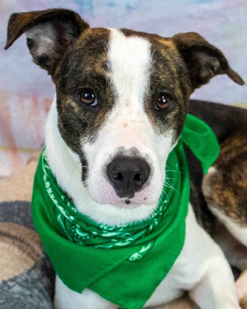 HARVEY - Boxer available for adoption