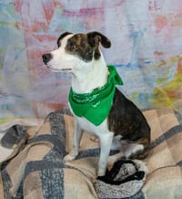 Harvey - Photo 4