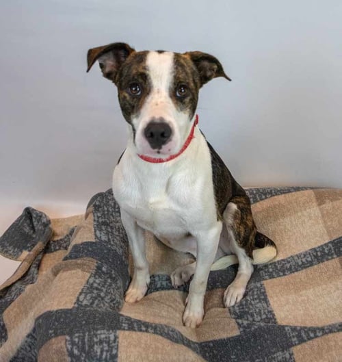 HARVEY - Boxer available for adoption